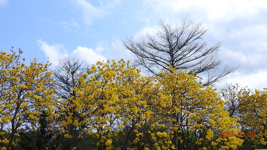 陽明山花季，追雲差強人意_1648282