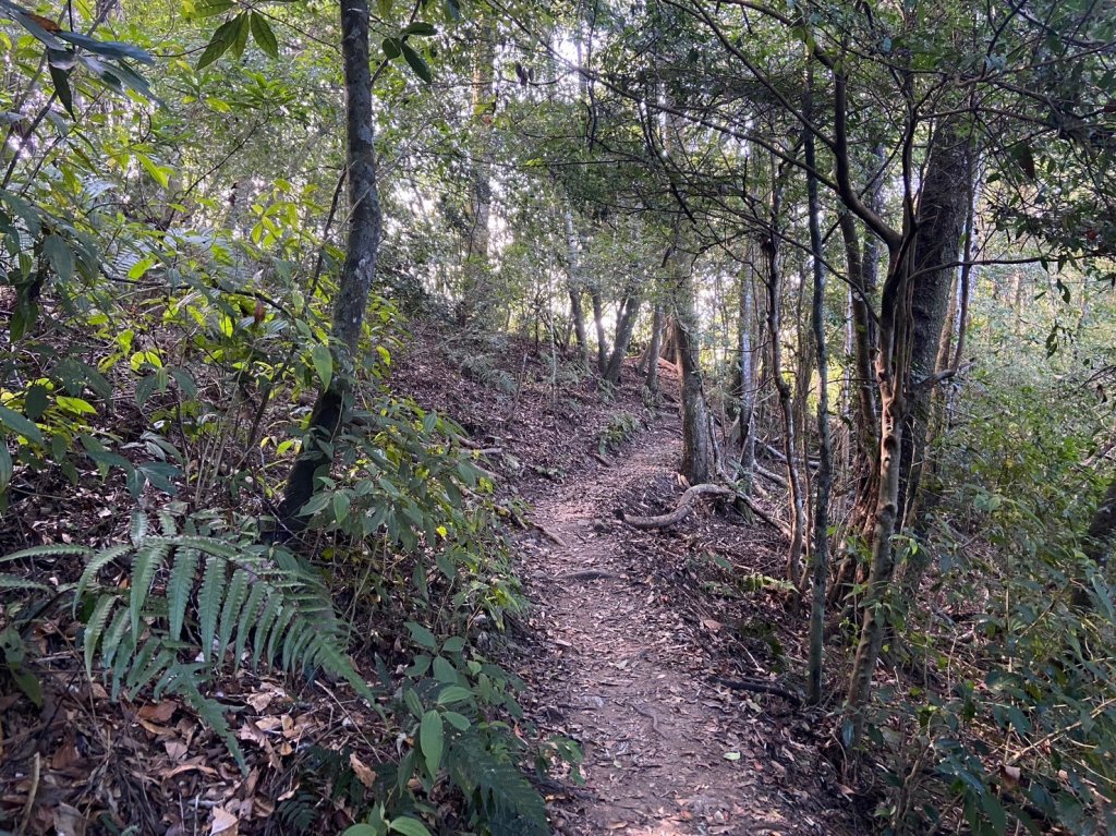 唐麻丹山-松鶴上三角點O型回松鶴_2378373