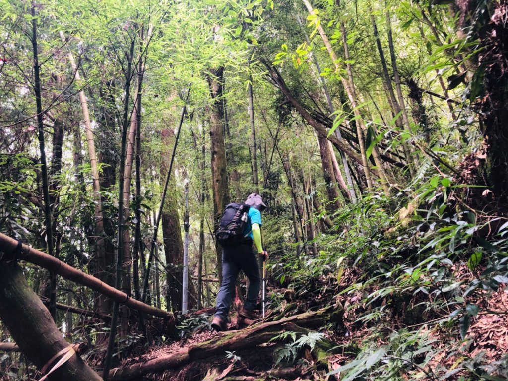 1090718嶺頭山金柑樹山忘憂森林_1037506