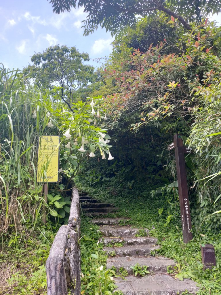 中正山步道-竹子湖來回_1361683
