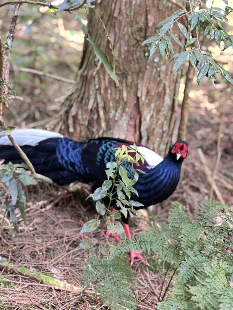 小百岳-稍來山_2752440