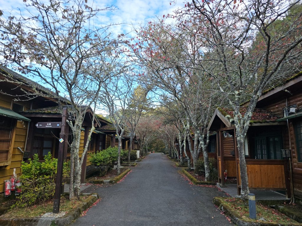 大雪山森林遊樂區森林浴步道_2966006