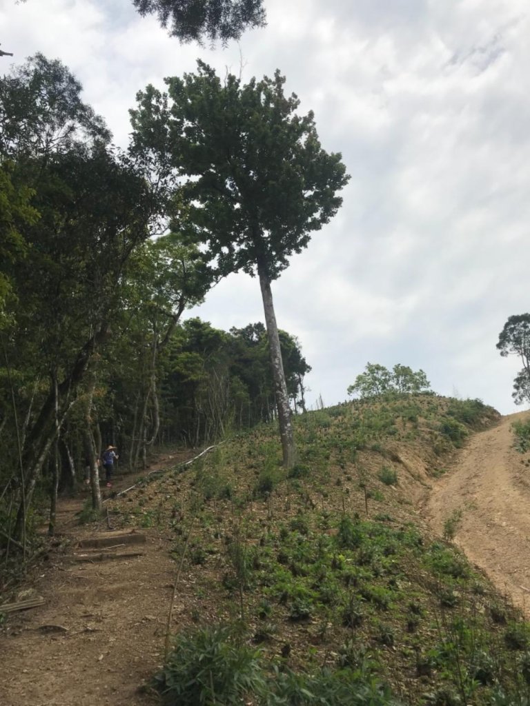 桐花盛開百花爭豔下的關刀山_574212