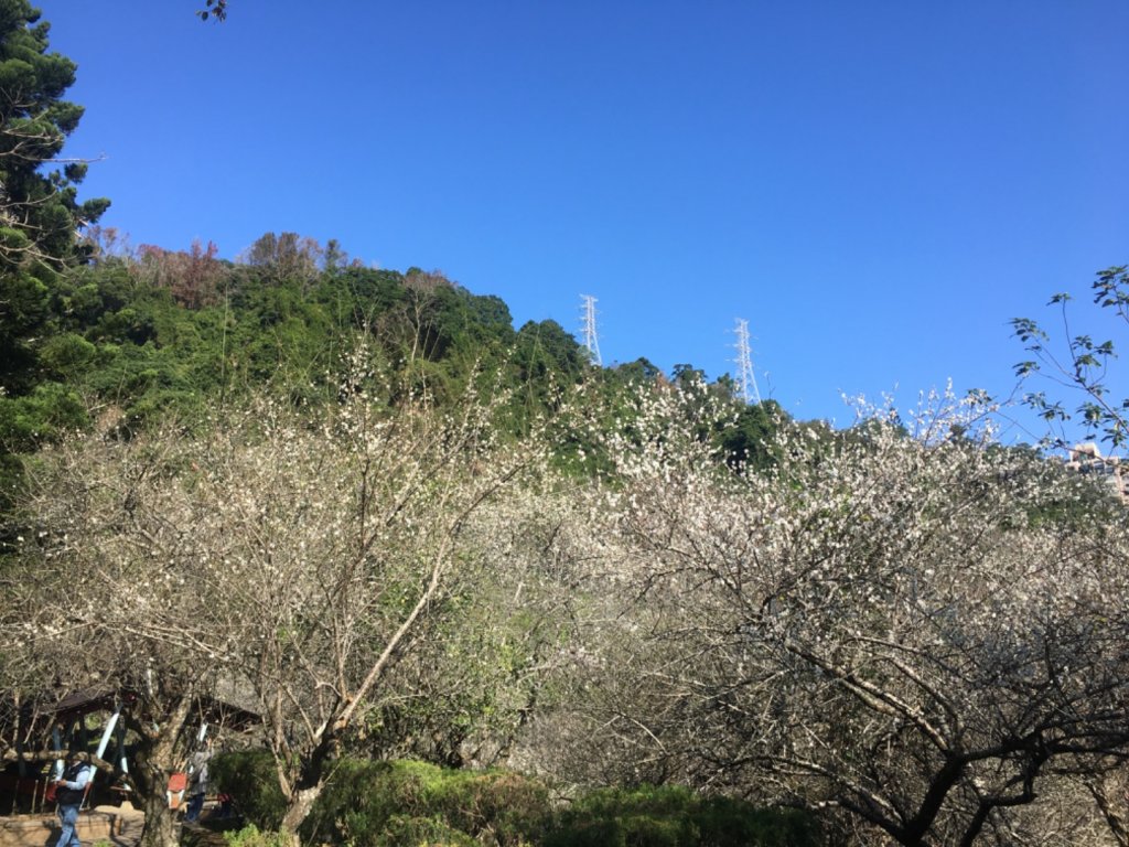 梅花撲鼻香封面圖