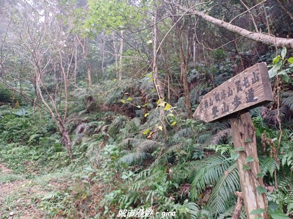 【苗栗銅鑼】健行賞花兩相宜。 銅鑼雙峰山x2023杭菊花季_2355243