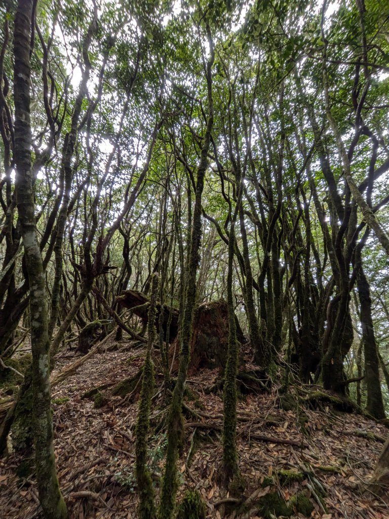 結界縱走三日(結城山、境界山、檜山)_2920872