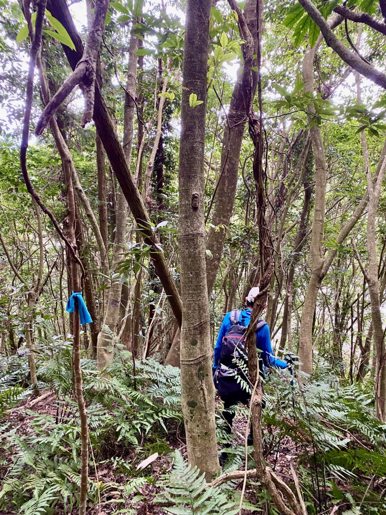 卓蘭基石巡禮（白布帆.象山.流壁下山.舊砲台.水寨下山.水寨山.大坪林.坑尾） 2022/12/21_1962010