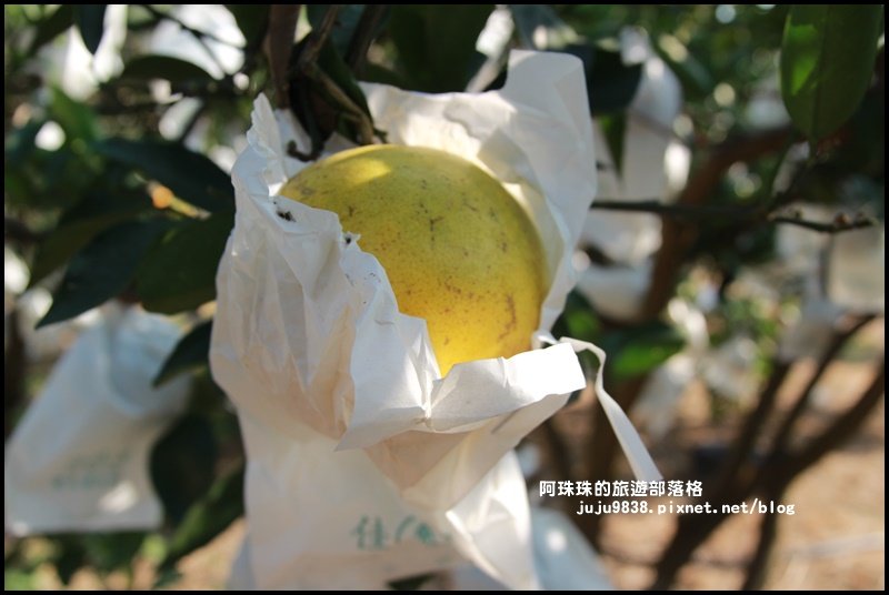 新埔鹿鳴坑綜合觀光果園。歡迎一起來採果!_748014