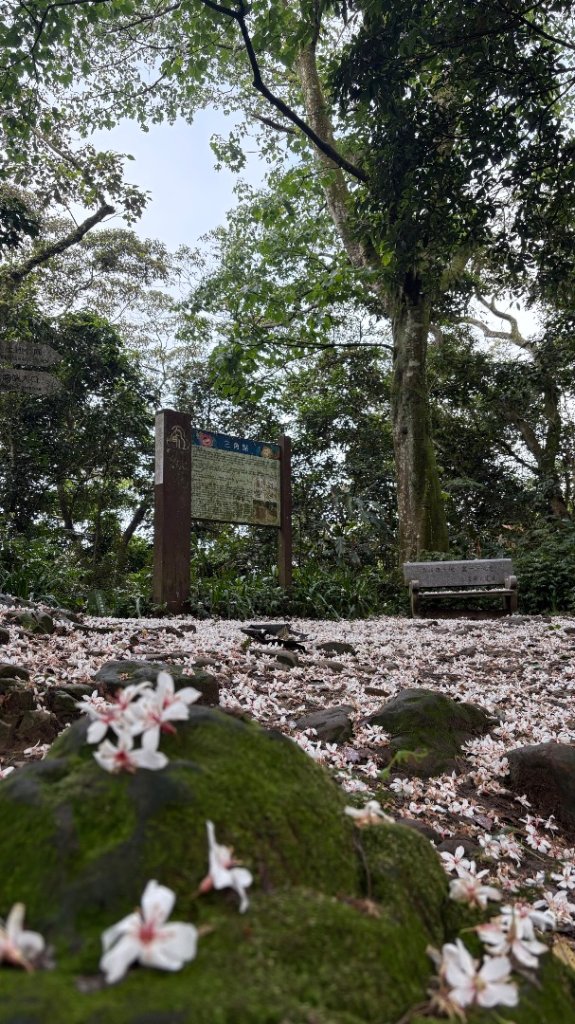 桐花封面圖