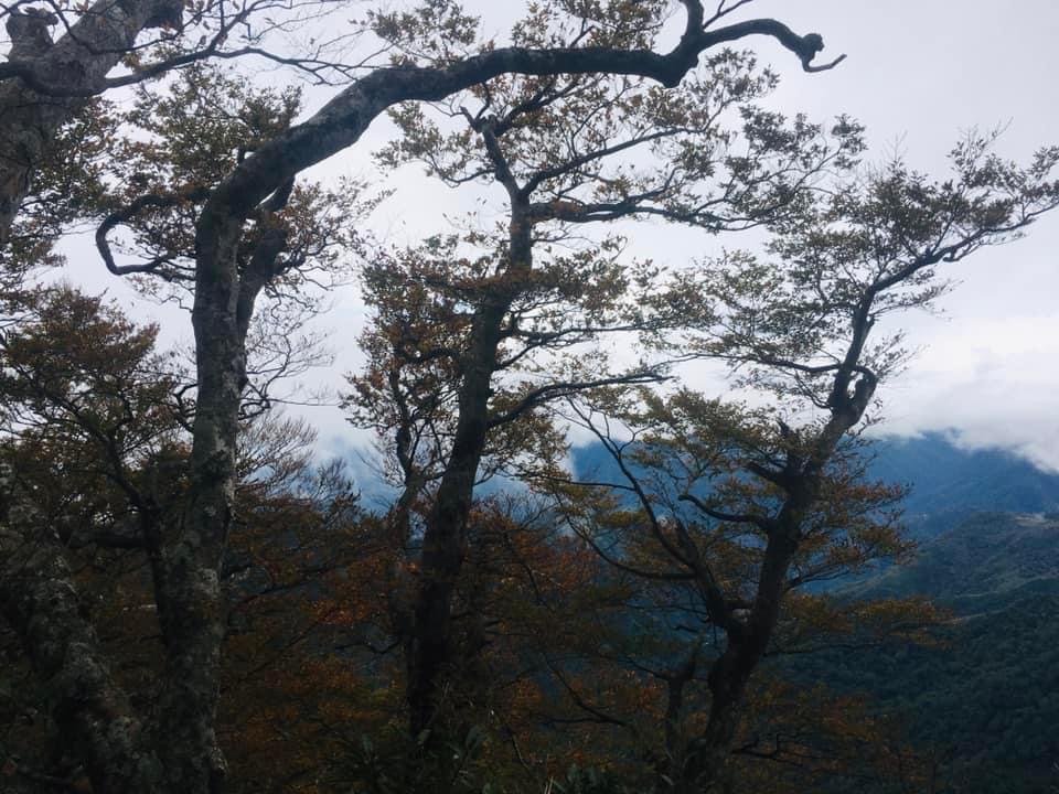 期間限定、北得拉曼神木、內鳥嘴山毛櫸、巨木、雲海、瀑布_1924521