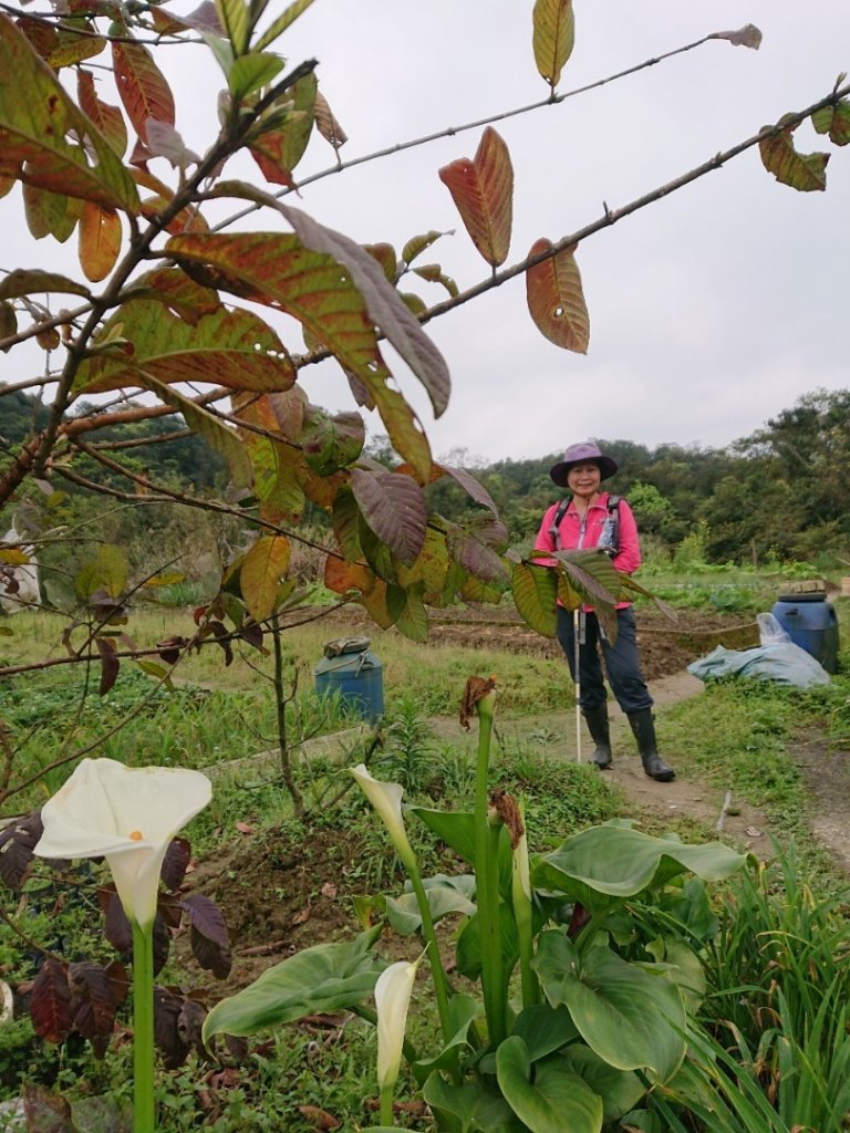 璀璨百年淡蘭古道～崩山坑古道、溪尾寮山、保城坑古道、虎豹潭步道O走_1313411