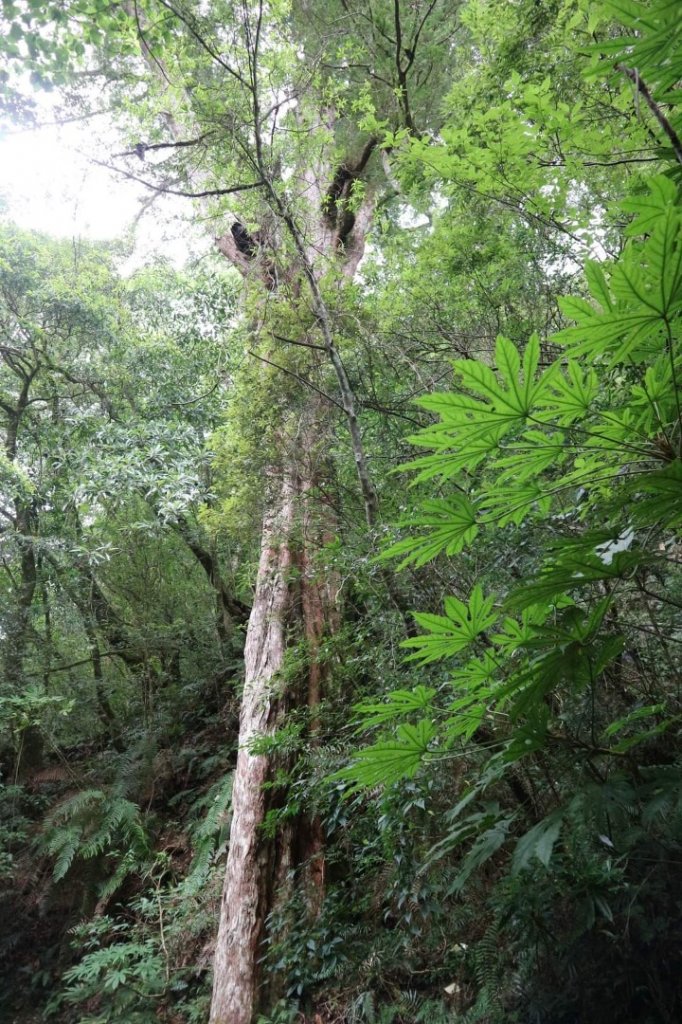 〔桃園復興〕拉拉山巨木，史詩級魔幻森林，75公頃紅檜 扁柏森林浴_2236975