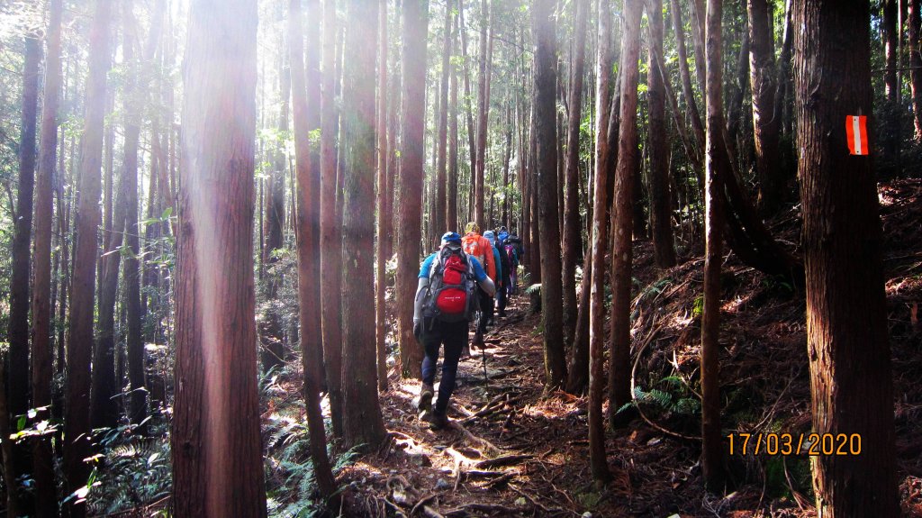 八仙山+佳保台山 ~ 挑戰雄關 辛辣凝香_918535
