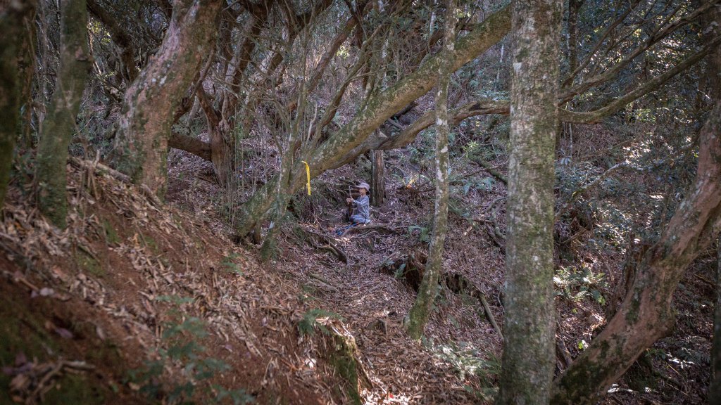 復興三尖之夫婦山 & 雪霧鬧部落_1921642
