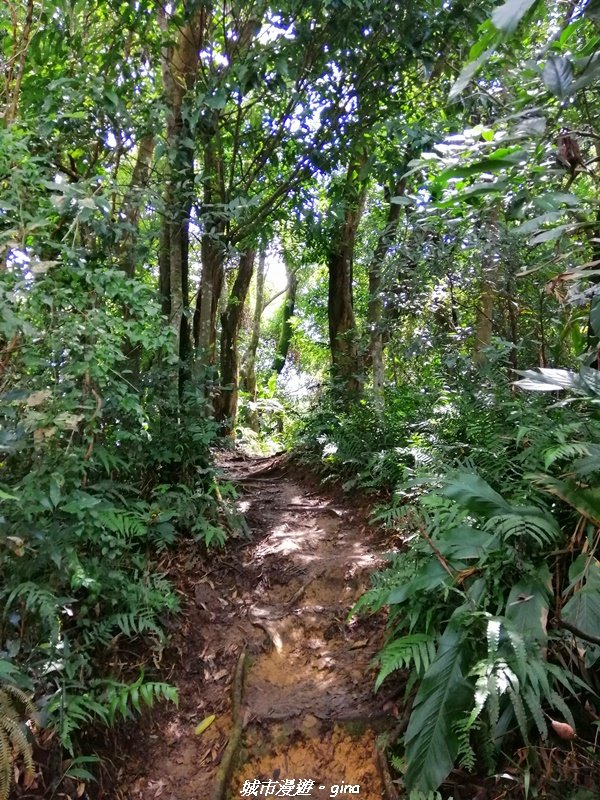 【桃園。大溪】療癒的綠色山徑。 小百岳集起來。編號23小百岳-溪洲山_1448859