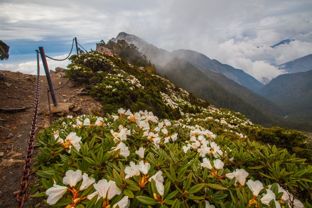 臺灣最高的杜鵑花 -玉山北峰，圓峰杜鵑花況_42147