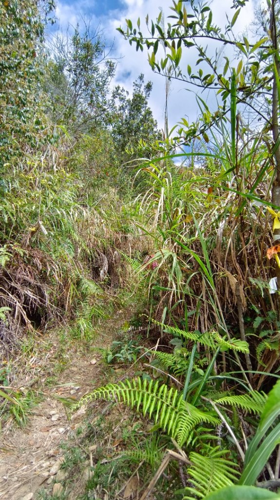 埔里六秀之3關刀山（順走關刀山西峰/西關刀山北峰）封面圖