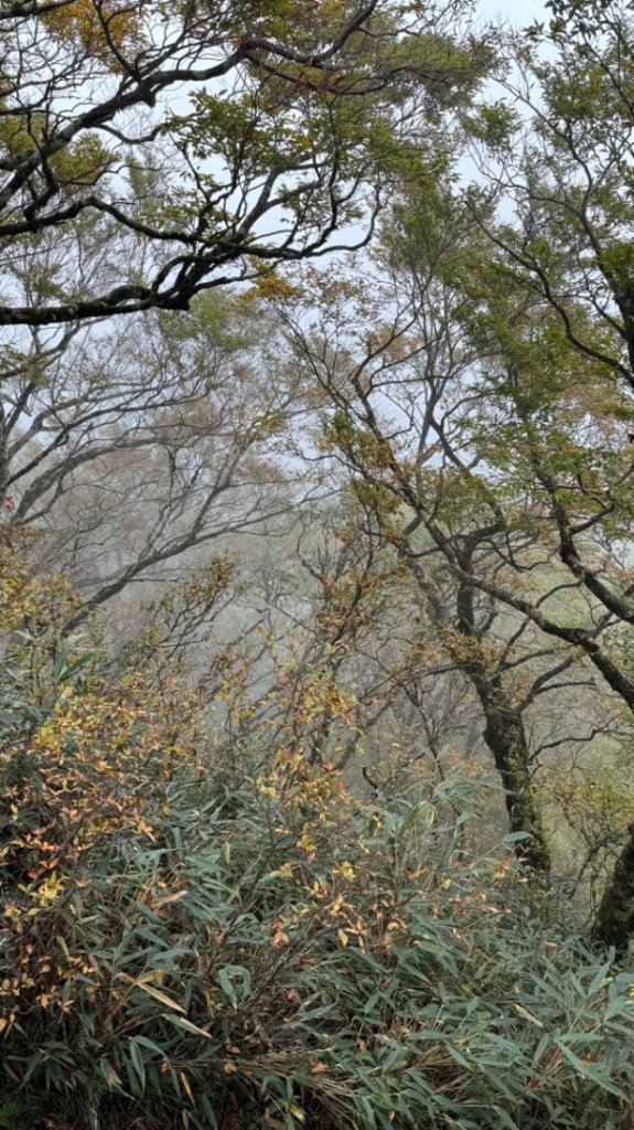 台灣山毛櫸。2023走訪2回。艷陽雨霧美景全收下_2350774