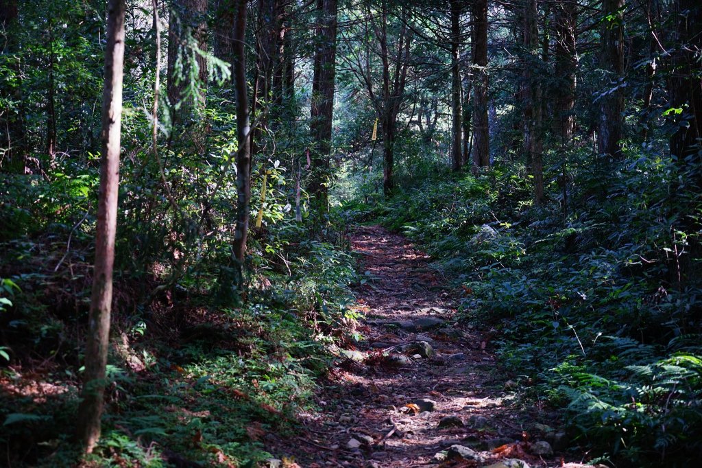 新竹關西鎮 水田林道之貴妃&那結山連走_1539674