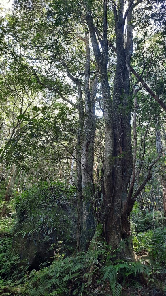 《新竹》斷崖神木｜北得拉曼步道小P繞20251017_2917468