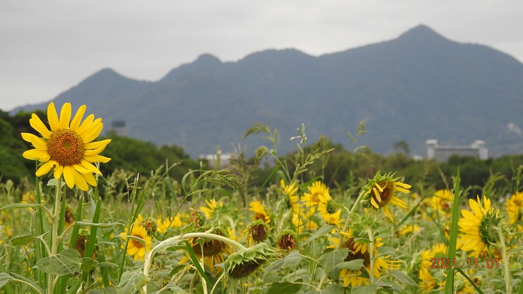 追花是簡單的快樂，賞花是恬淡的幸福。_1500775