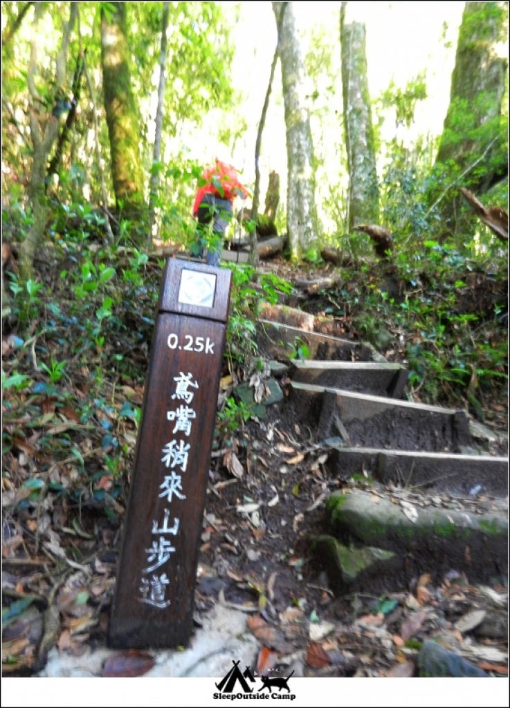 台中和平鳶嘴山稍來山O型縱走_260301