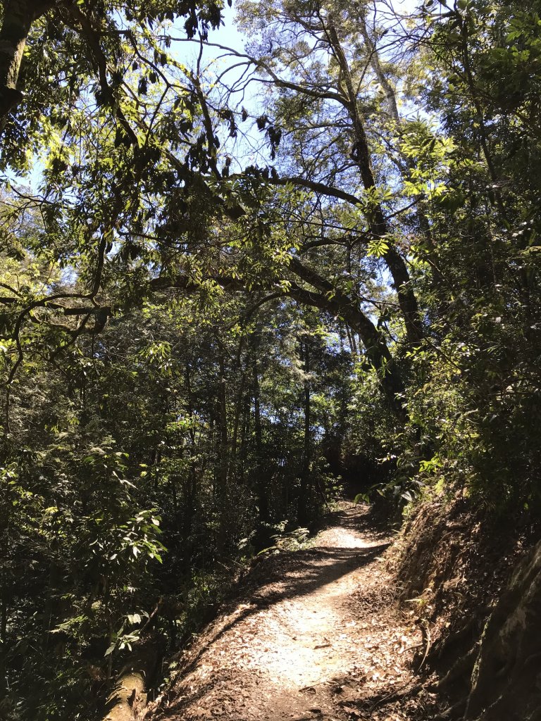 110年5月16日高雄   藤枝國家森林遊樂區_1456888
