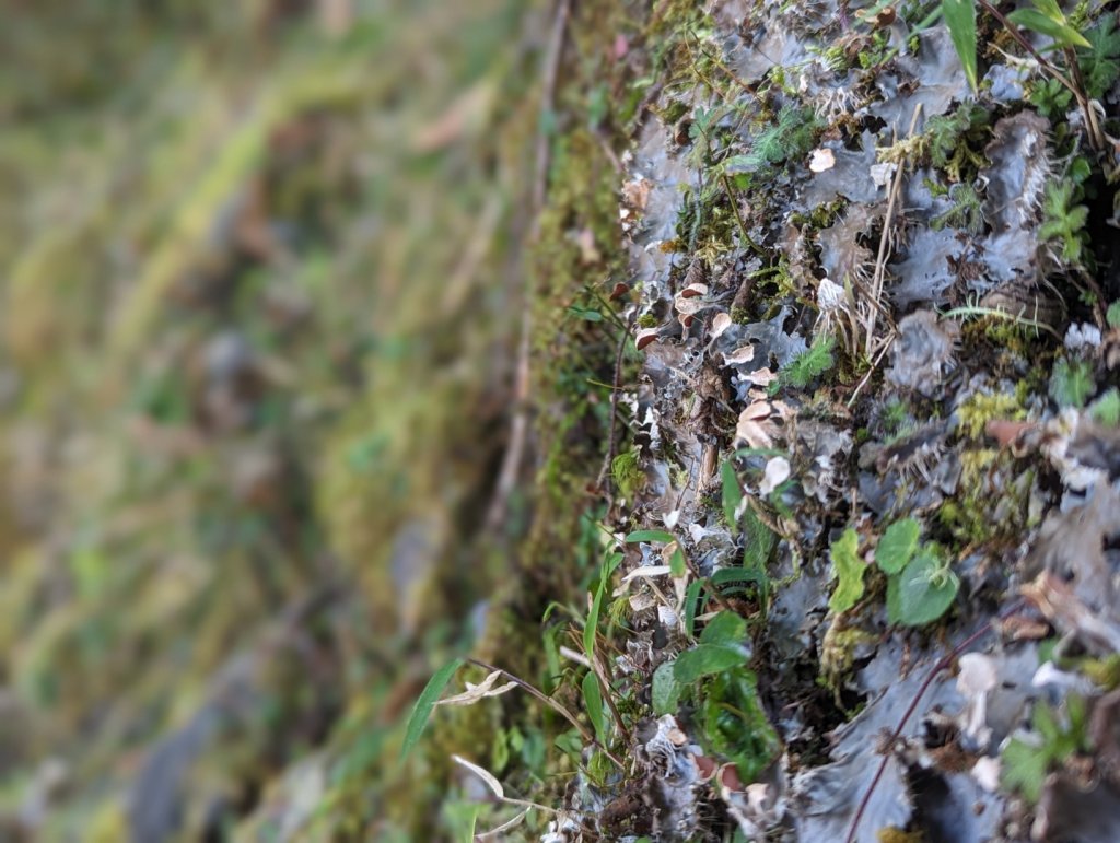 2023.02.25－檜山巨木森林步道_2042069