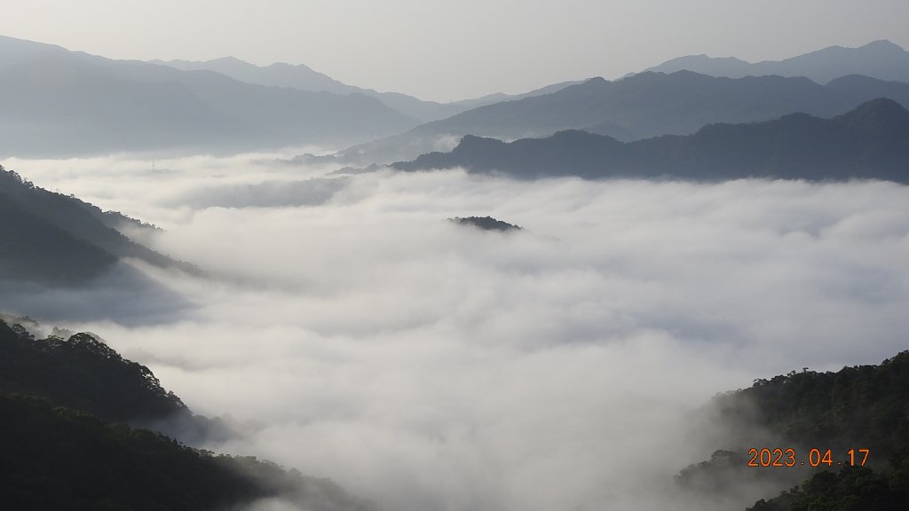 石碇十三股山/小格頭日出雲海+賞 #西施花 #松月櫻 孤挺花&桐花_2116969