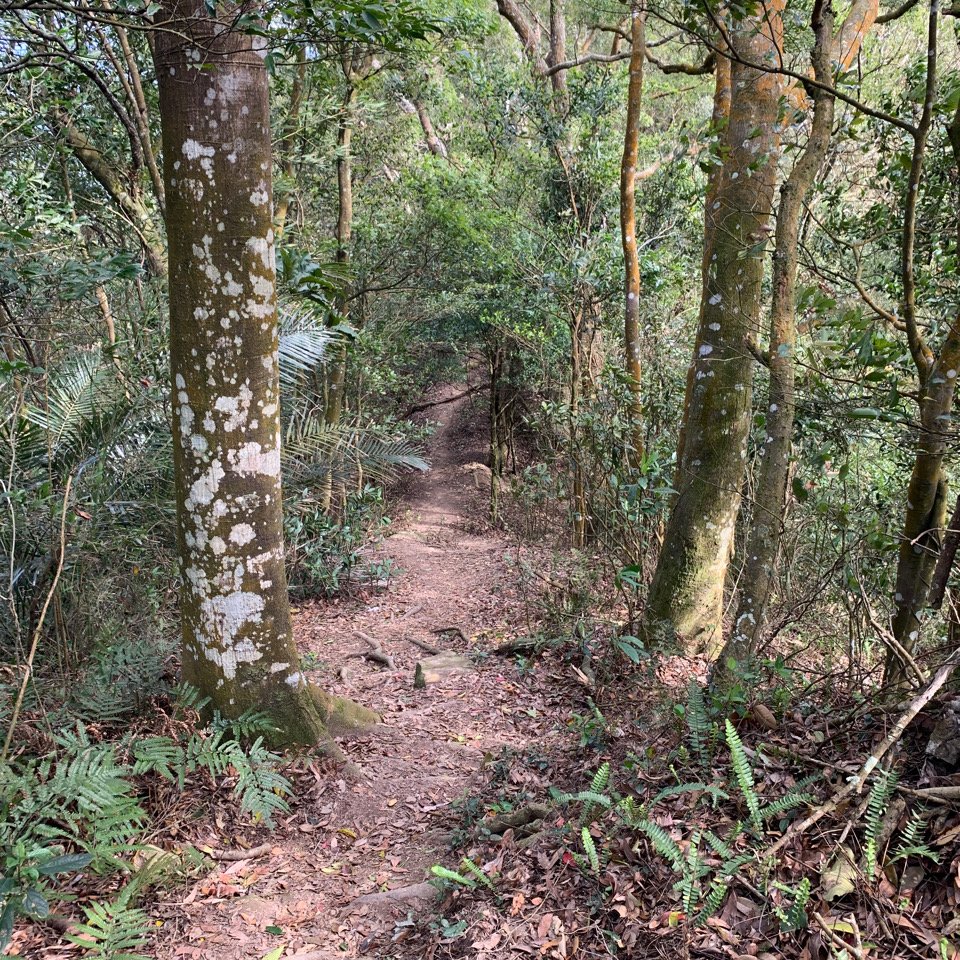 古樸原野-鳴鳳古道1100217_1273526