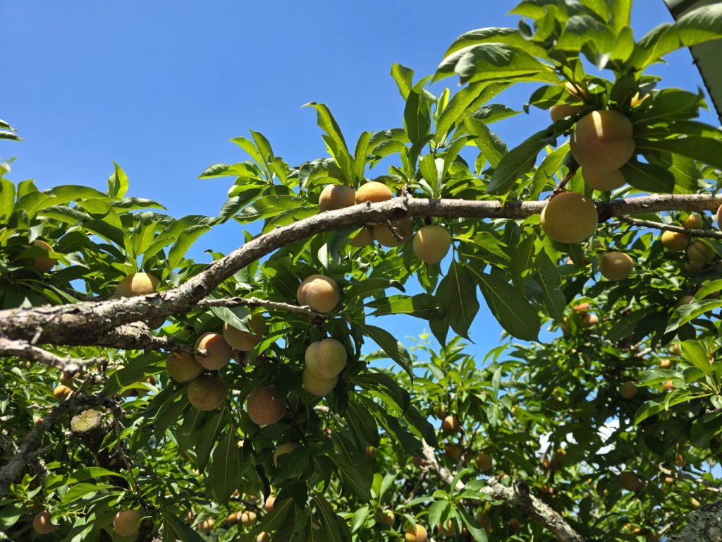 夏日的馬那邦山_2786831