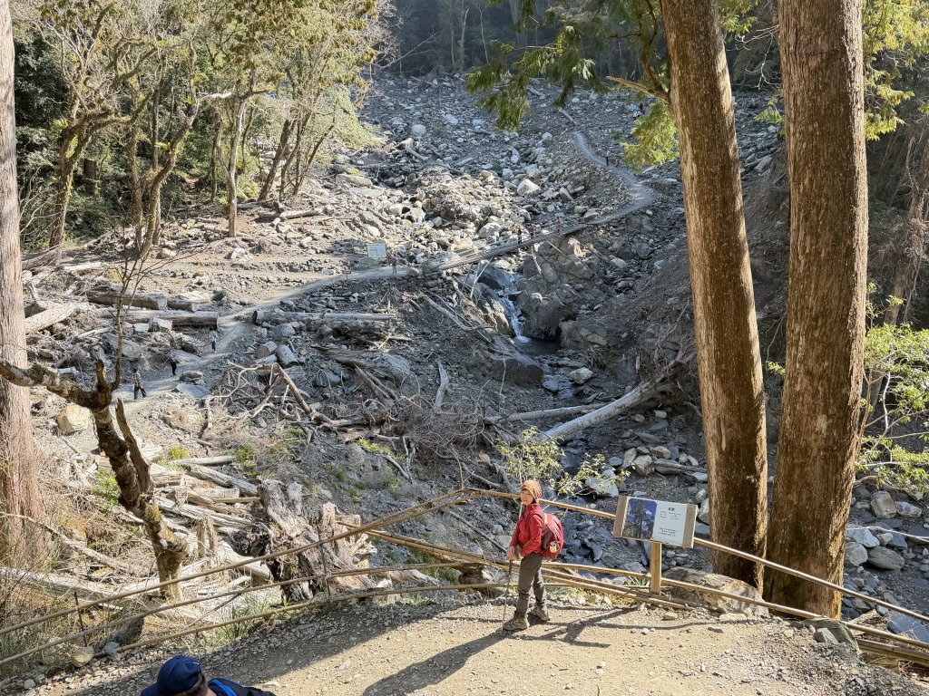 司馬庫斯巨木步道+櫻花祭20260219_3009436