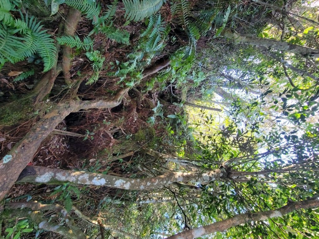 《貴妃那鳥包》O型縱走(貴妃山、那結山、外鳥嘴山、蓮包山)_1853956