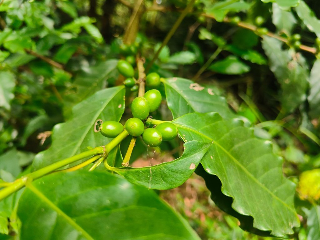 #64小百岳崁頭山、獅額山_2528557