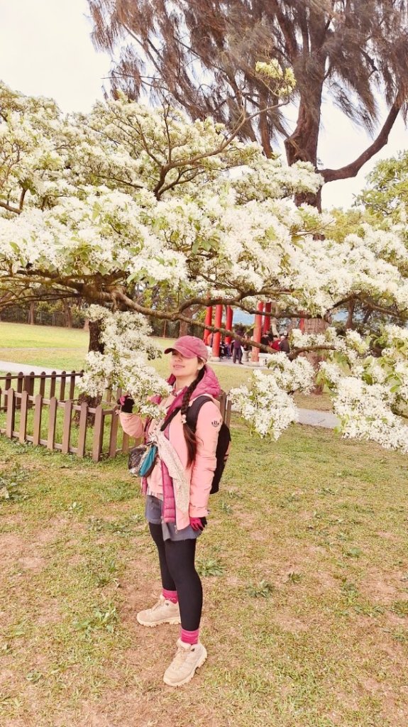 如夢似幻的四月雪-龍潭石管局-流蘇花盛開中_2748655