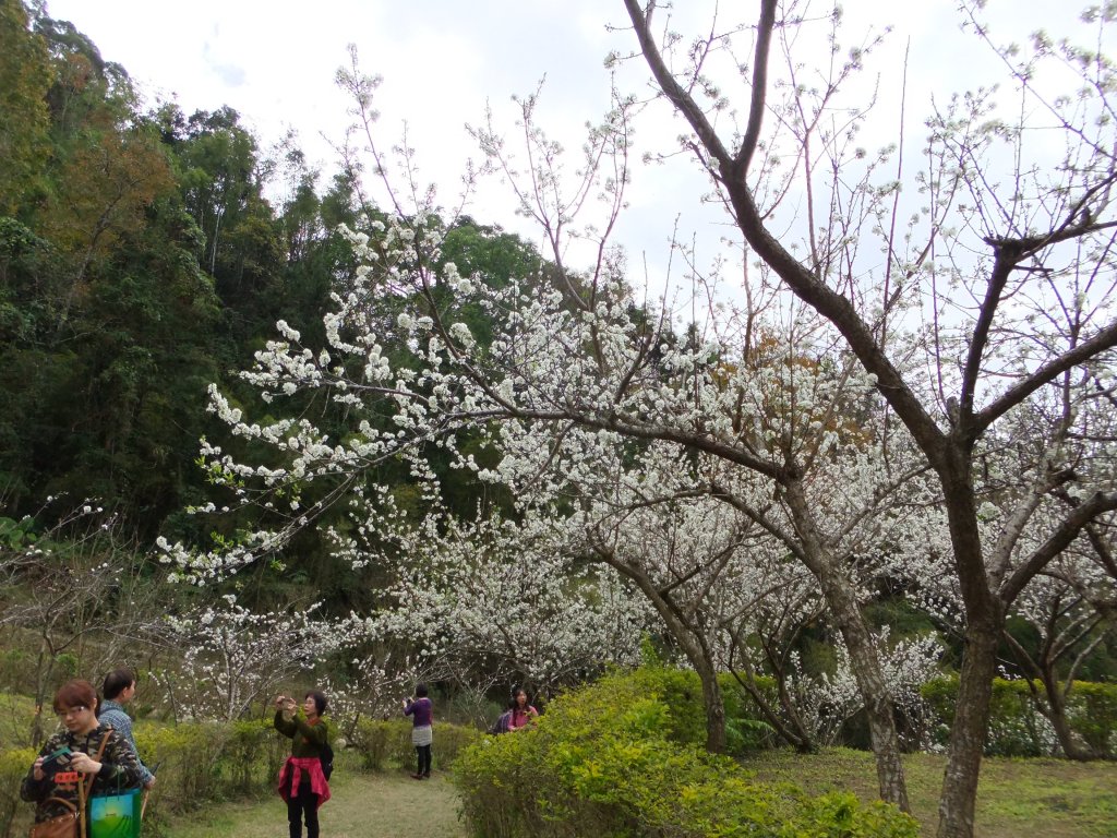 東勢林場封面圖