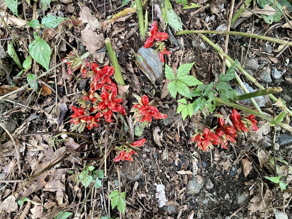 北大武山-西大武山-日湯真_1573143