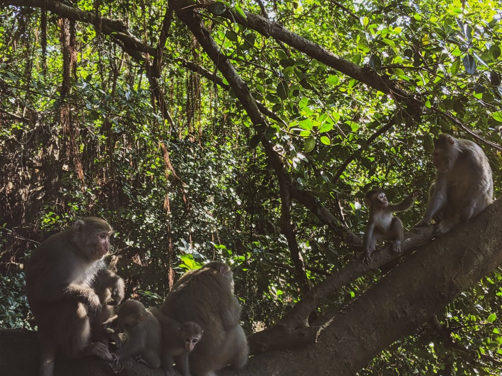 【高雄市後花園】南北壽山(柴山)O行 - 木を探しています_1483624