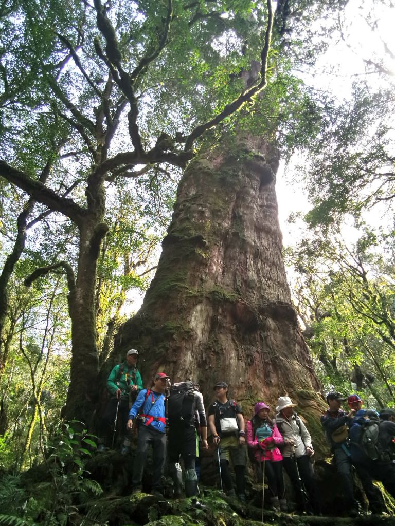 米羅山之木_292479