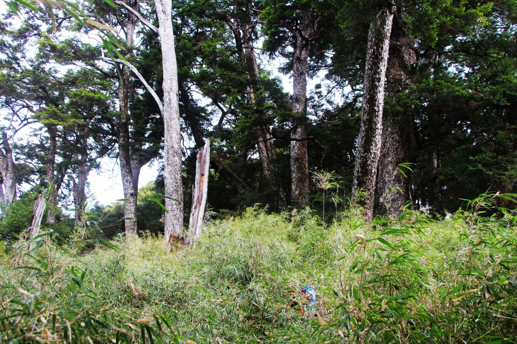 閂山、鈴鳴山 ~ 山巔雲端 , 與美麗山林_307122
