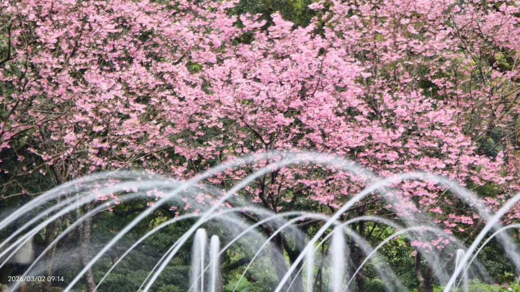 追花是簡單的快樂，賞花是恬淡的幸褔 3/2&7_3008823