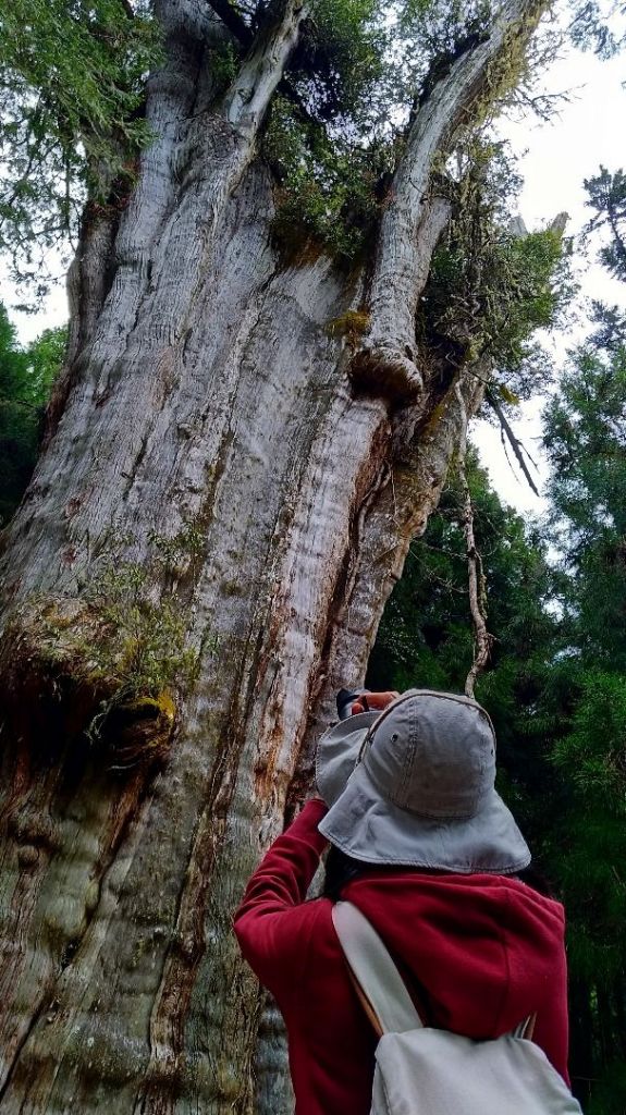 阿里山五奇_306233