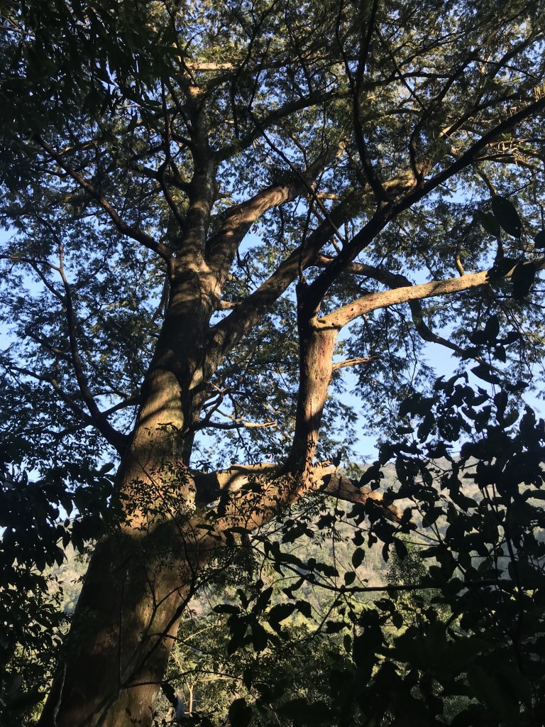 內鳥嘴山→ 那結山→ 外鳥嘴山 O形縱走_1261837