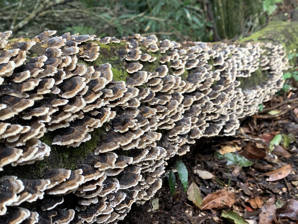 20251220嘉義凸龜山-芙蓉山-天福山_2973805