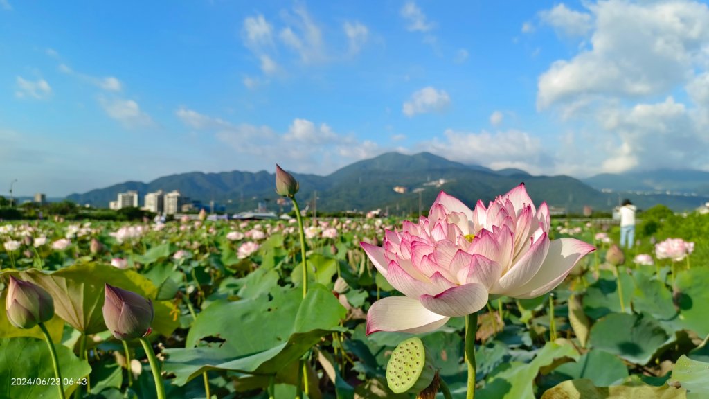 天龍國阿伯的日常-雲山水花鳥蝶 6/23_2532505