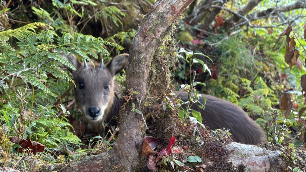 冬ㄖ奇遇封面圖