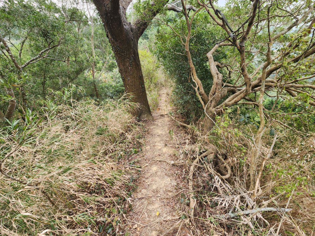 20260223柯子湖山菜堂山尖山沙湖壢山與寶山水庫基石_3012607