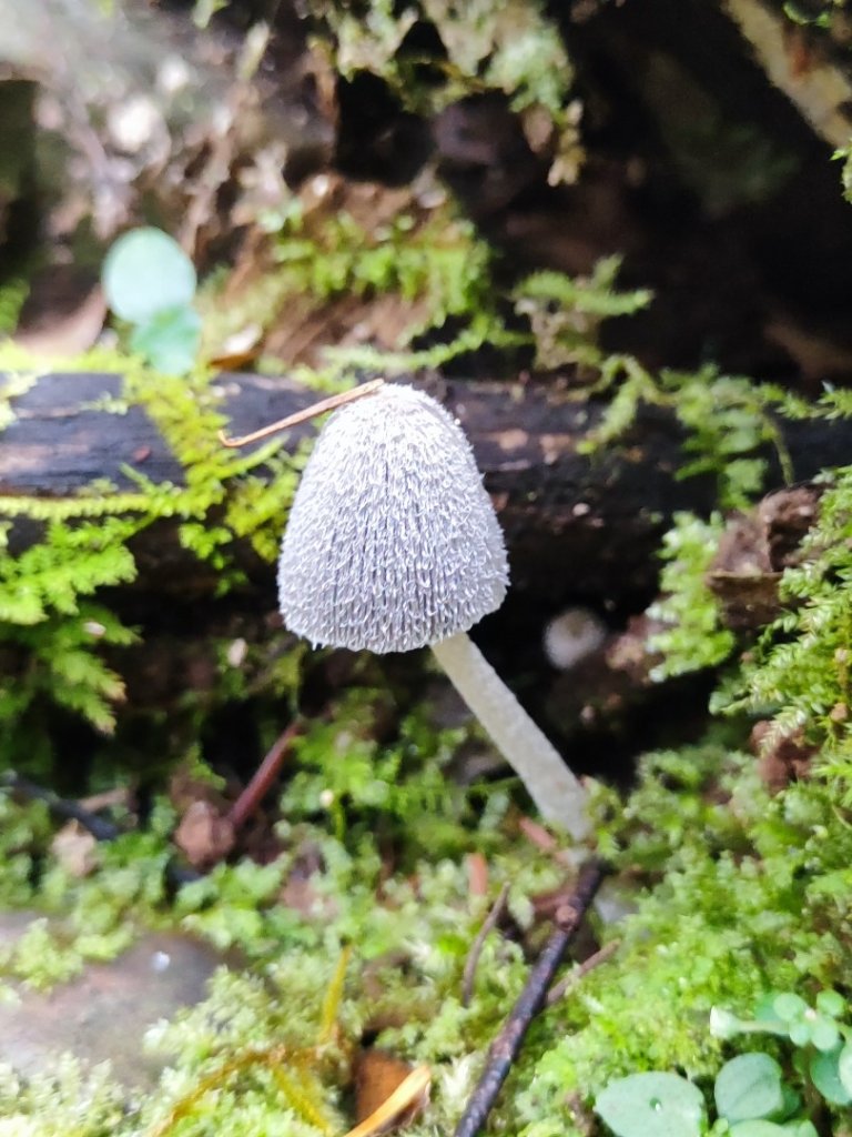 霞喀羅古道全線解鎖（石鹿到養老）_2961025