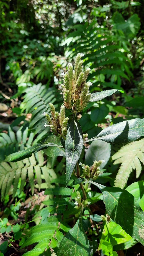 《雲林》紫斑蝶廊道｜龍過脈森林步道20220404_1662191