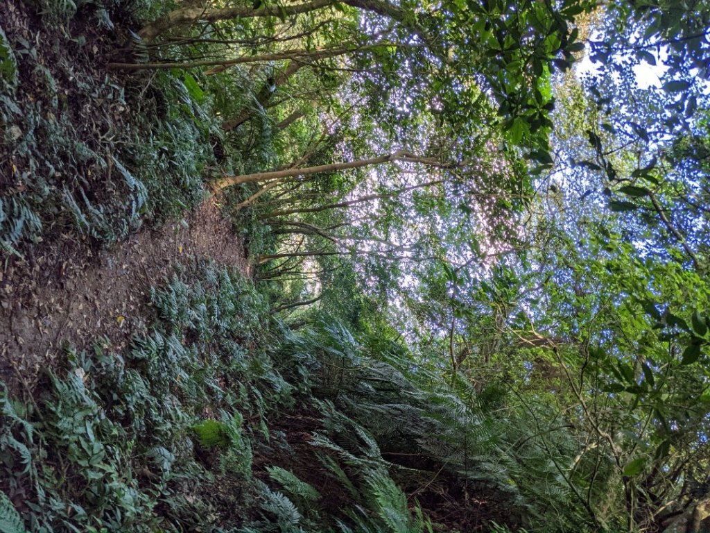 Jennifer road 炮子崙 阿柔洋產業道路_1491044